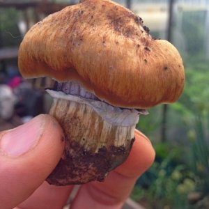 кубенсисы3.jpg
