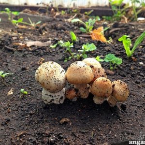 кубенсисы.jpg