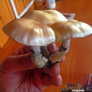 кубенсисы5.jpg