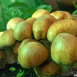 куубенсисы.jpg
