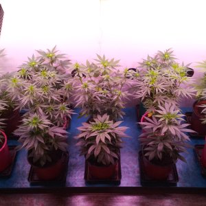 2 week 12\12 by S_V_F_O