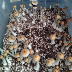 кубенсисы псилоцибиновые грибы.jpg