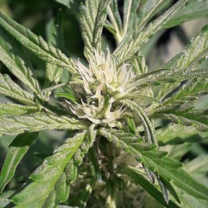 Big﻿ Nugs FAST ﻿Feminised Seeds(﻿Seedsman﻿).﻿﻿