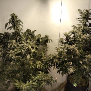 Cookies Kush & SADS1