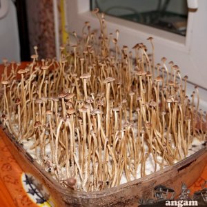 Psilocybe tampanensis 1.jpg