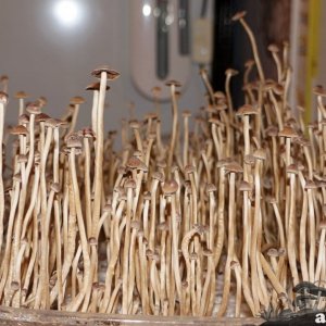 Psilocybe tampanensis2.jpg