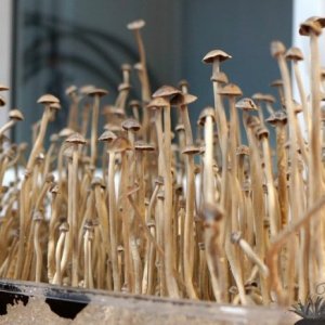 Psilocybe tampanensis3.jpg