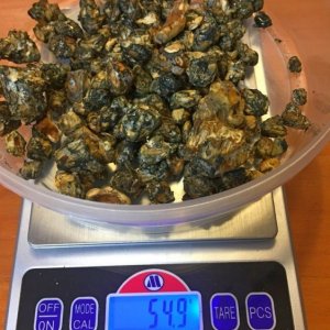 Psilocybe tampanensis СКЛЕРЫ ! ПСИТРЮФЕЛЯ.jpg
