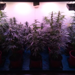 5 week 12\12