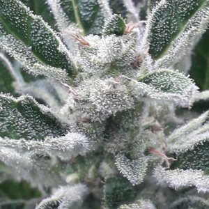Big Nugs FAST от Seedsman.