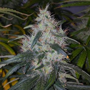Strewberry Lemonade 55D 12\12
