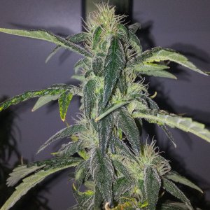Pink Kush 55D 12\12