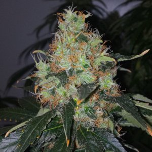 Orange Sherbet 55D 12\12