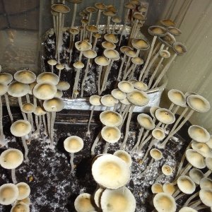 #Panaeolus Goliath.jpg