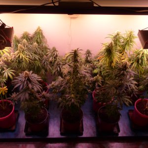 8 week 12\12