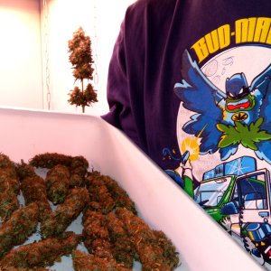 BUD-MAN