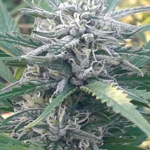Big Nugs FAST Feminised Seeds Seedsman.