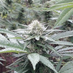 Latifah foto fem(Seeds from GreenOM).