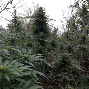 White Widow Feminised Seeds from (Seedsman).