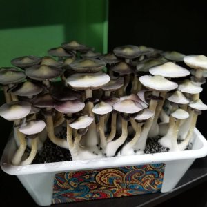 грибы кубенсисы.jpg