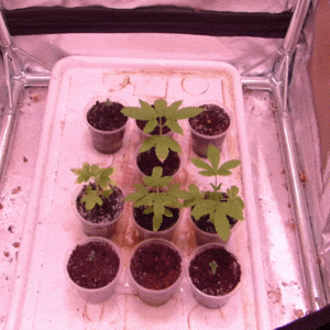 500w 2m2