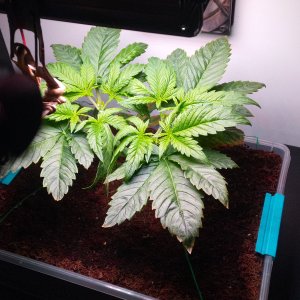 Black Jack 24d - 3