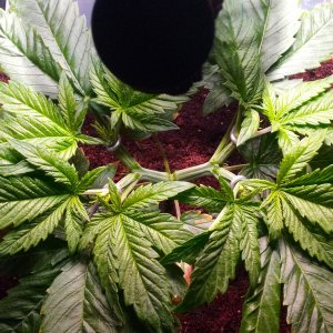Black Jack 24d - 5