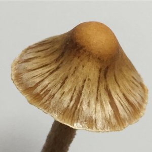 galindoi.jpg