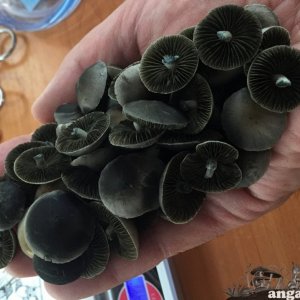 панелоус шляпки.jpg