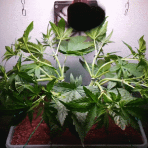 Black_Jack_FV_32d.gif