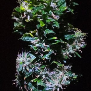 Blue Mystic