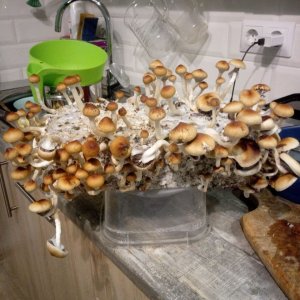 грибы4.jpg