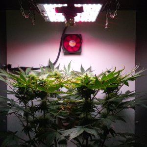 Black Jack 58d - 30d 12\12