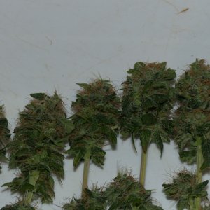 Orange Sherbet 2