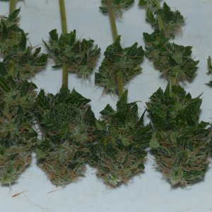 Orange Sherbet 1