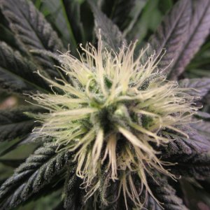 Cream Caramel Sweet Seeds