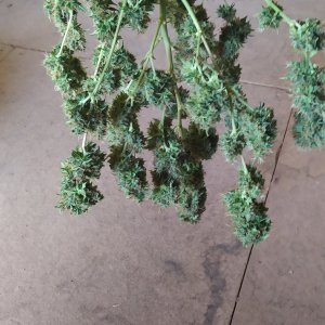 auto Black Domina G.S.