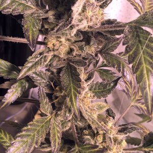auto Amnesia G.S 3