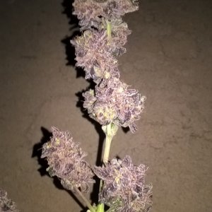auto Amnesia G.S. 2