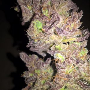 auto Amnesia G.S.