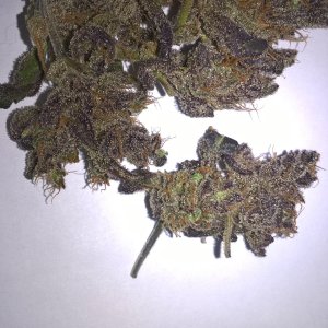 auto Amnesia G.S. 1
