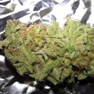 auto OG Kush G.S.