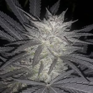 неизвестный куш фаст от delicious seeds.
