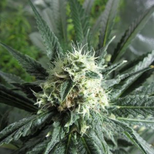 Green Poison Sweet Seeds.JPG