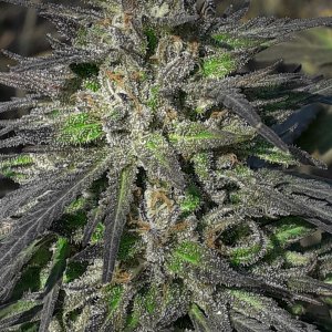2020. C99 x Blueberry FAST (Seedsman).49'