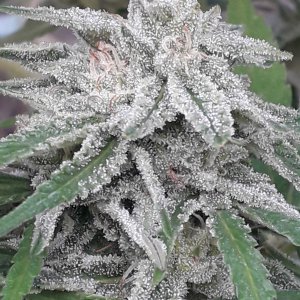 Power Africa Seedsman.