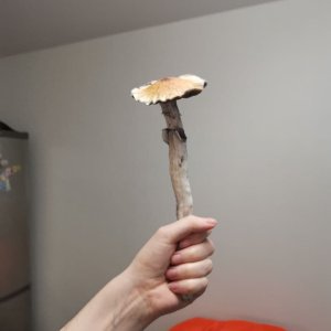 грибы.jpg