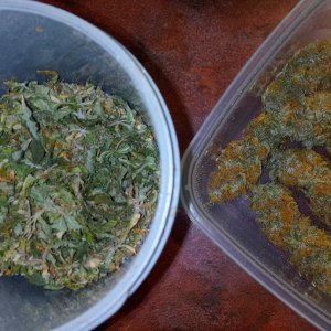 "Pink Kush Barneys"