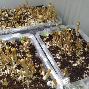 Hybrid Albino A+.jpg