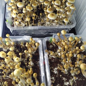 Hybrid Albino A+.jpg